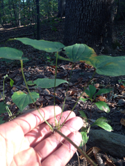 Dioscorea quaternata