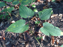 Dioscorea quaternata