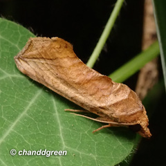 Oraesia emarginata