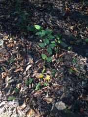 Dioscorea quaternata