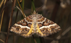 Chrysolarentia vicissata