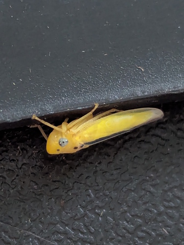 Conoguinula coeruleopennis observed 2025-06-20