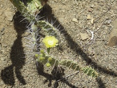 Opuntia caracassana