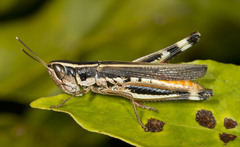 Macrotona securiformis