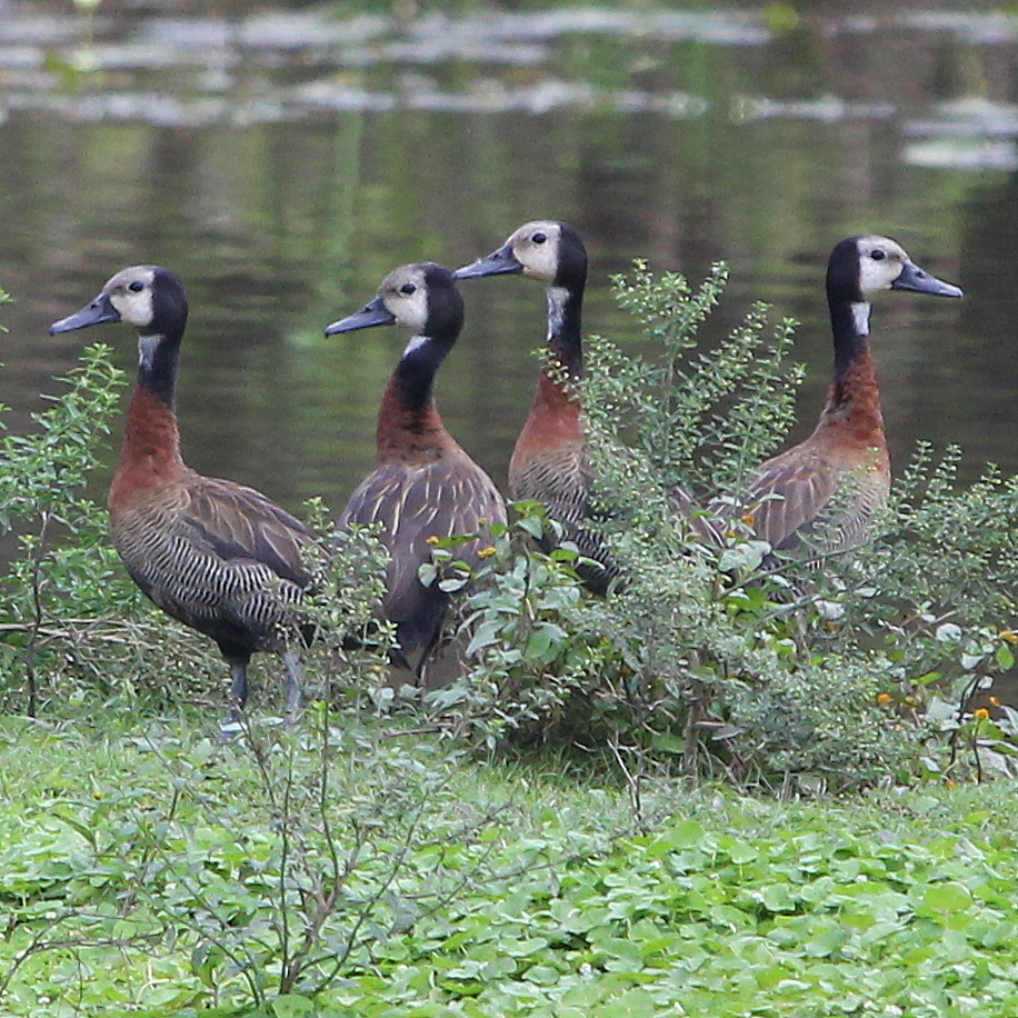 White-faced Whistling-Duck (Dendrocygna viduata)