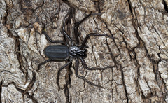 Morebilus plagusius