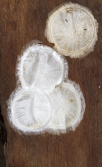 Morebilus plagusius