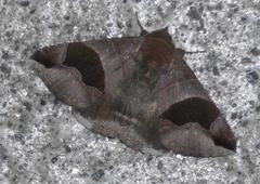 Bastilla solomonensis