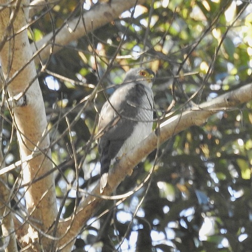 Tiny Hawk (Microspizias superciliosus), photo 10