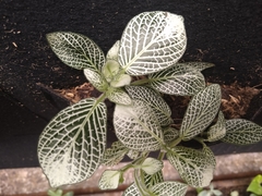 Fittonia