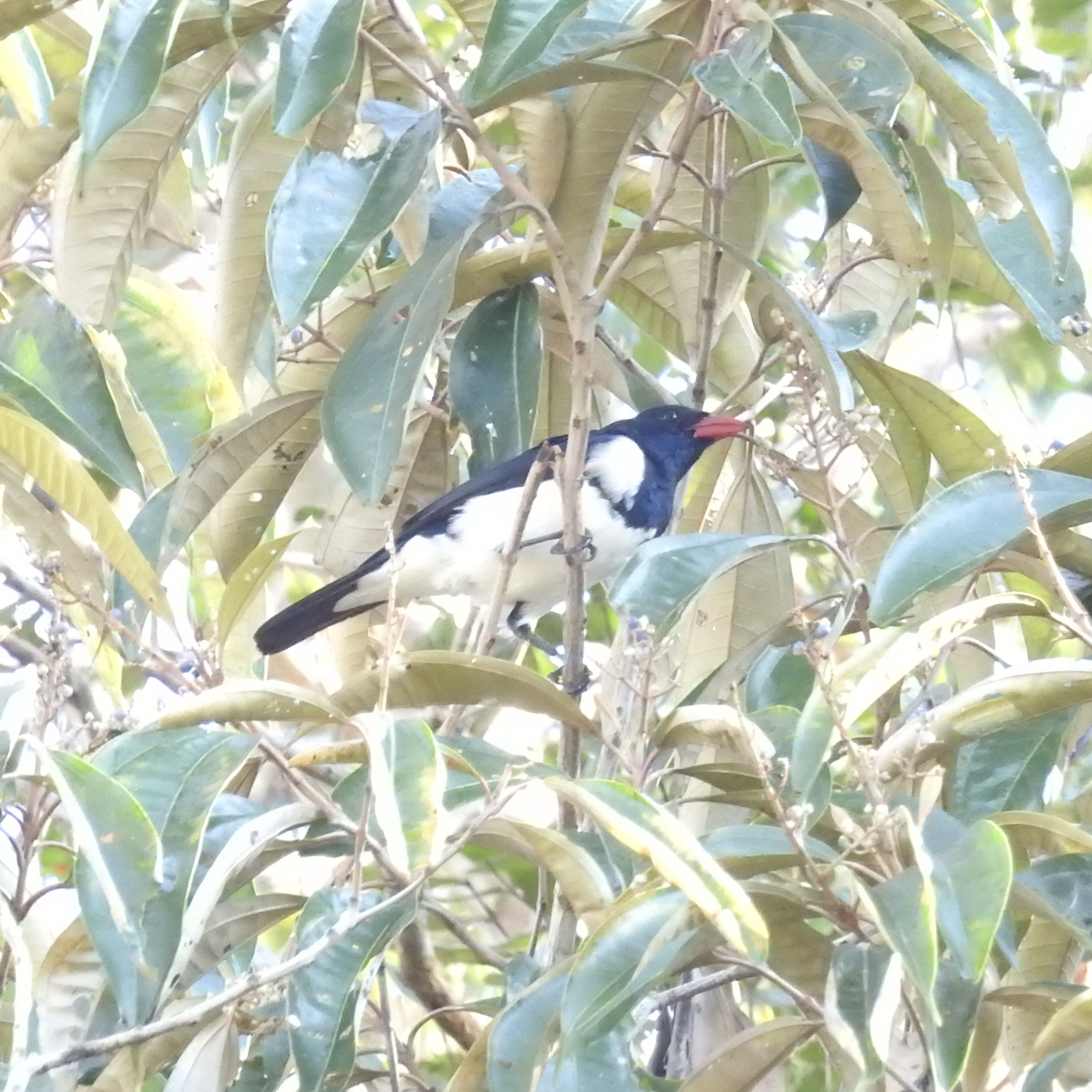 Red-billed Pied Tanager (Lamprospiza melanoleuca), photo 5