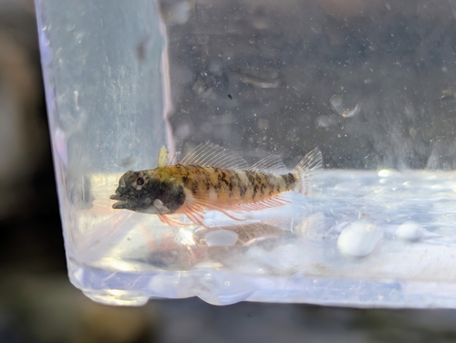 Enneapterygius atriceps, 2025-06-19