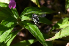 Anthidium maculosum