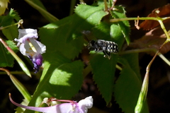 Anthidium maculosum