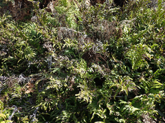 Blechnum novae-zelandiae