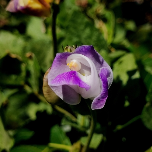 Wild Pea (Leptospron adenanthum)