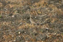 Anthus spragueii