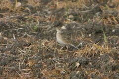Anthus spragueii