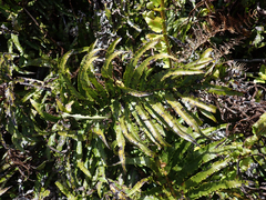 Blechnum novae-zelandiae