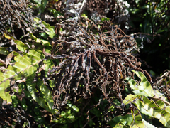 Blechnum novae-zelandiae