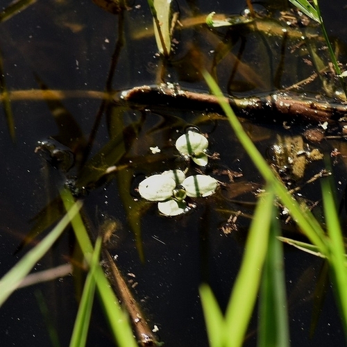 Hydrocharis laevigata, photograph 5