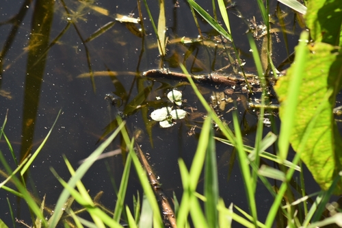 Hydrocharis laevigata, photograph 6