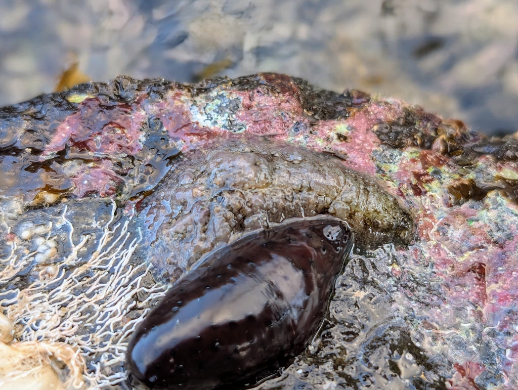 Dappled Sea Hare