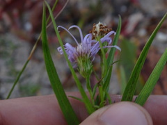 Symphyotrichum robynsianum