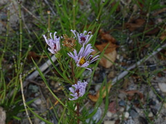 Symphyotrichum robynsianum