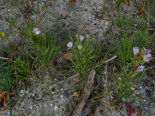 Image of Symphyotrichum robynsianum by no rights reserved