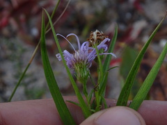 Symphyotrichum robynsianum
