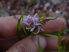 Symphyotrichum robynsianum