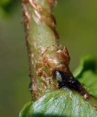 Blechnum novae-zelandiae