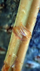 Blechnum novae-zelandiae