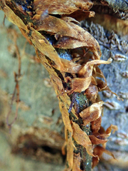 Blechnum novae-zelandiae