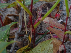Symphyotrichum robynsianum