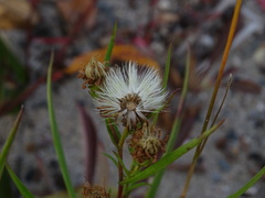 Symphyotrichum robynsianum