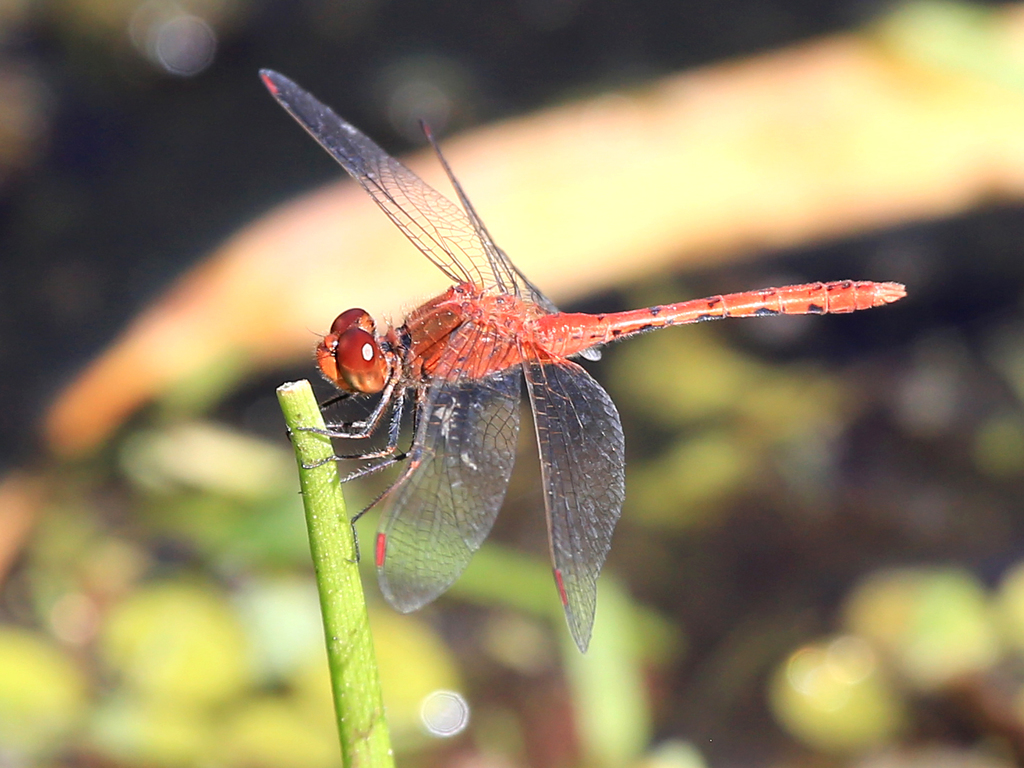 Red Percher Dragonfly