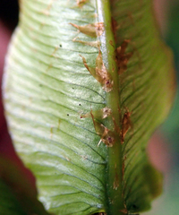 Blechnum novae-zelandiae