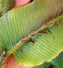 Blechnum novae-zelandiae