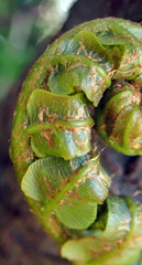 Blechnum novae-zelandiae