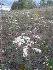 Symphyotrichum ericoides ericoides