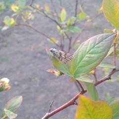 Heliopetes americanus americanus