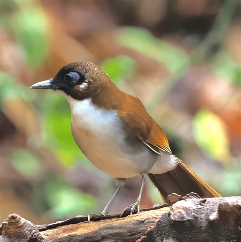 Grey-sided Laughingthrush (Pterorhinus caerulatus), photo 7