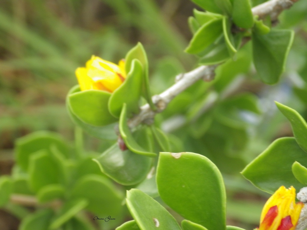 Leuenbergeria guamacho from Puerto Moreno, Pampatar 6316, Nueva Esparta