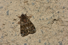Callopistria latreillei