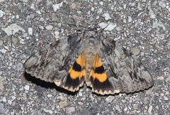 Catocala neogama euphemia