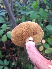Suillus spectabilis