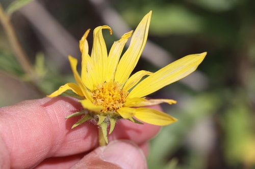Cusick's Sunflower (Helianthus cusickii)