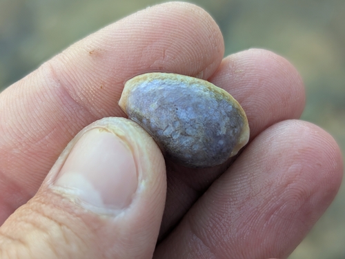 Cypraea helvola observed 2025-06-19
